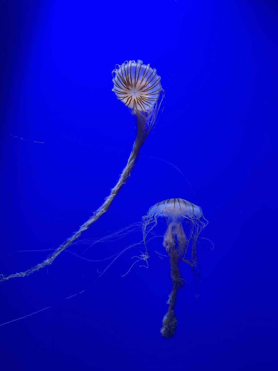 sea life white and brown jellyfish in blue water blue